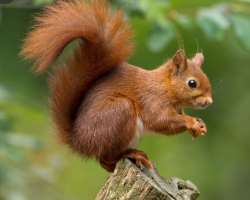 In addition to a number of lakes like Buttermere, Loweswater, Windermere, Hayeswater, and Coniston Water, you can see a variety of wildlife including 